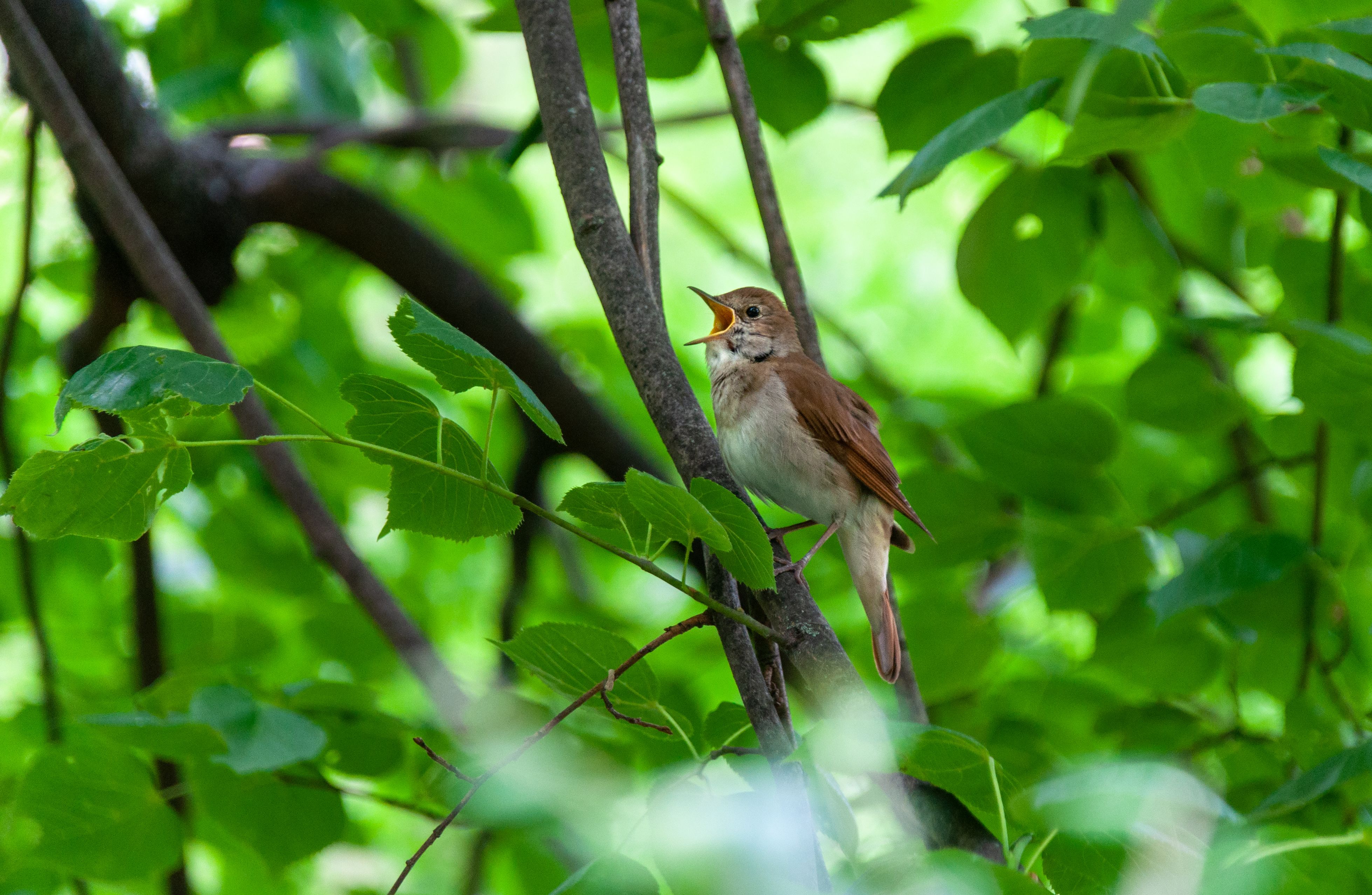 A nightingale singing among lush green foliage